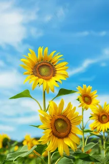 向日葵向阳鲜花摄影图 向日葵向阳鲜花摄影图