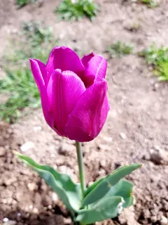 花园紫色郁金香特写