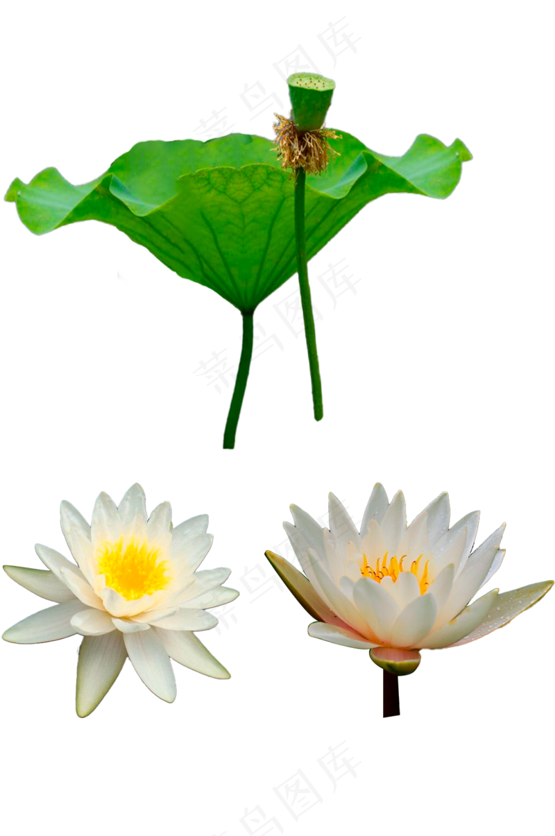 白色睡莲-免抠