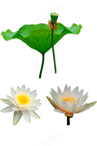白色睡莲-免抠