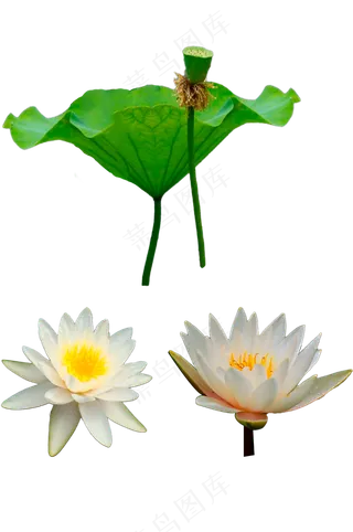 白色睡莲-免抠