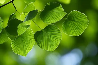 绿叶树枝嫩叶春天绿意盎然摄影图