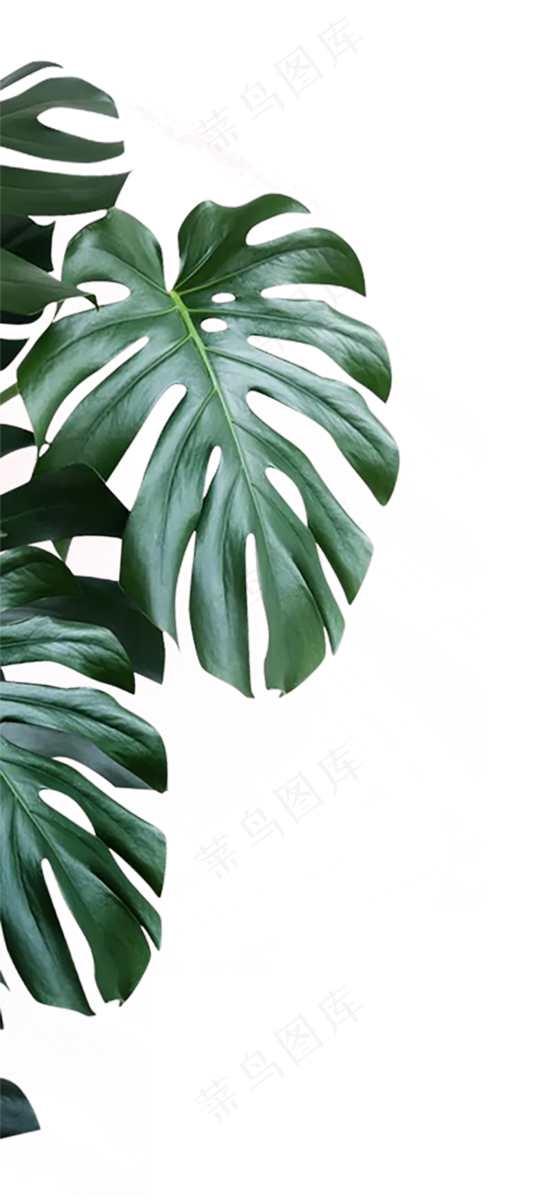 绿植装饰侧边素材免扣png