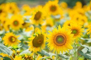 向日葵向阳鲜花摄影图