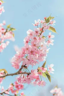 春日樱花花朵摄影图