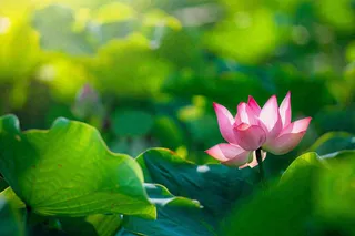 夏日池塘荷花荷叶唯美立夏夏至处暑摄影图