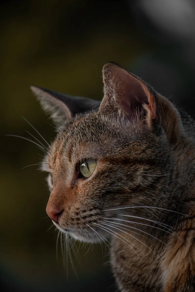 猫咪头部特写