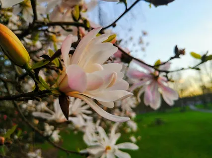 户外玉兰花花朵 户外玉兰花花朵