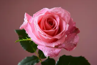 玫瑰花鲜花花朵摄影图