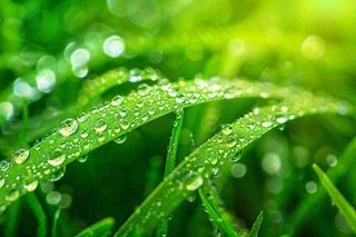 春天草丛叶片上挂满露珠雨滴立春春分雨水谷雨摄影图