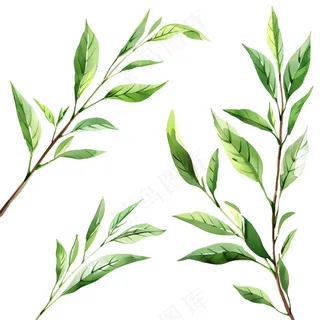 绿叶热带植物手绘插画插图免抠