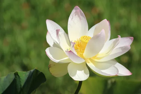 白色莲花花朵 白色莲花花朵