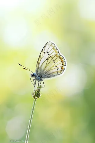 蝴蝶春天花丛蝶恋花摄影图