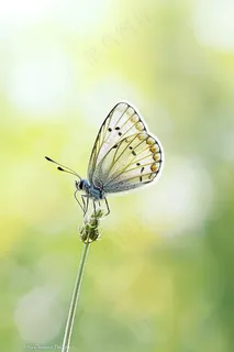 蝴蝶春天花丛蝶恋花摄影图 蝴蝶春天花丛蝶恋花摄影图