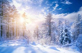 冬天白雪覆盖的森林阳光照射大自然雪景大雪小雪冬至摄影图