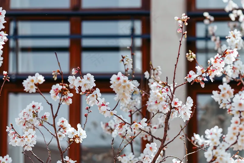 春天白色桃花树枝摄影图(4032x2688)
