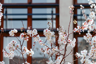 春天白色桃花树枝摄影图