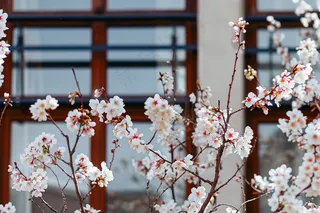 春天白色桃花树枝摄影图