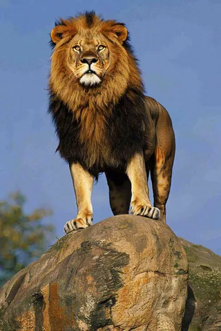 狮子站在石头上的雄狮保护动物非洲蓝天背景摄影图