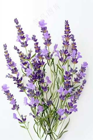 春天紫色小花摄影图