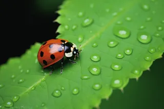 绿叶上的七星瓢虫特写摄影图