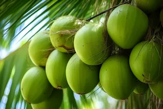 椰子树上挂满了椰子果实摄影图