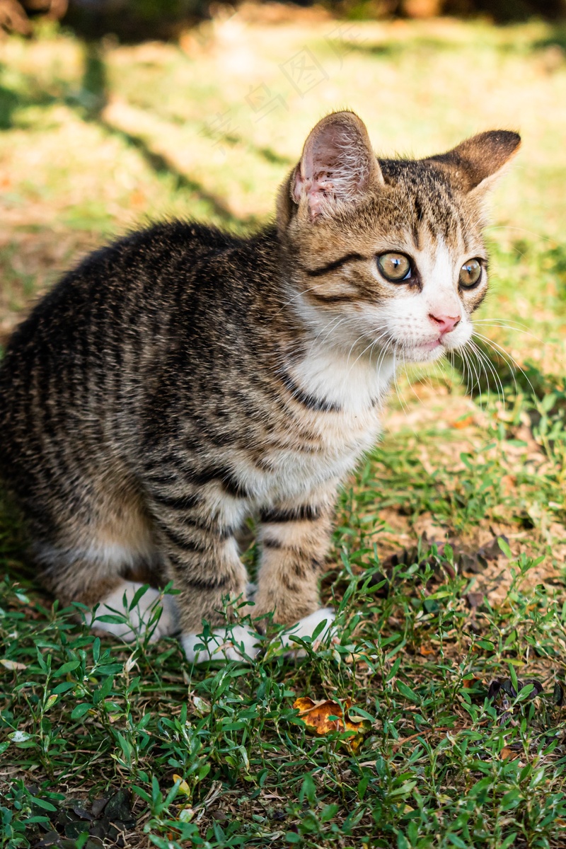 户外花园小猫宠物