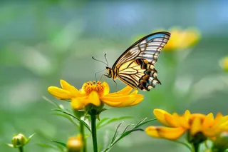 蝴蝶飞在花朵上菊花摄影图