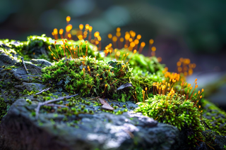 苔藓石壁上生长的苔藓春天摄影图