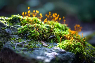 苔藓石壁上生长的苔藓春天摄影图