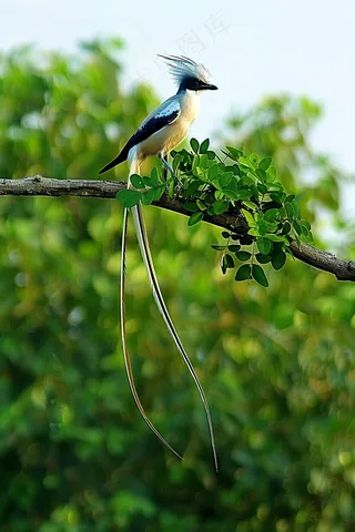 小鸟站在树枝上摄影图