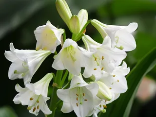 白百何鲜花花朵摄影图