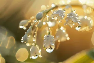 铃兰花植物花朵摄影图