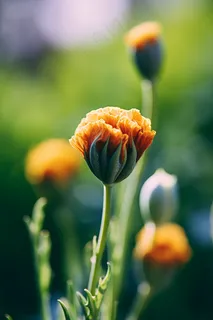 春天绿意立春待开放的花苞摄影图