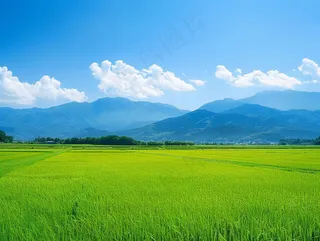 大片农田水稻远山蓝天白云摄影图