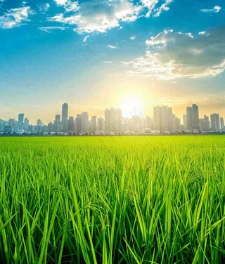 水稻农田生长远处城市落日余晖小满芒种摄影图