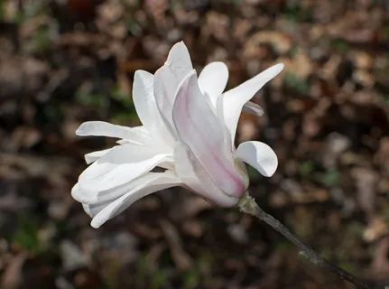 户外玉兰花花朵 户外玉兰花花朵