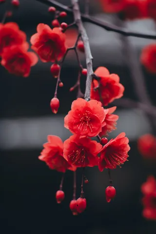 鲜红的花朵鲜艳美丽黑暗背景摄影图