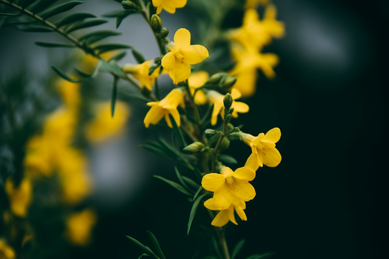 立春迎春花绿意春季摄影图(x)