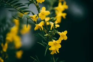 立春迎春花绿意春季摄影图