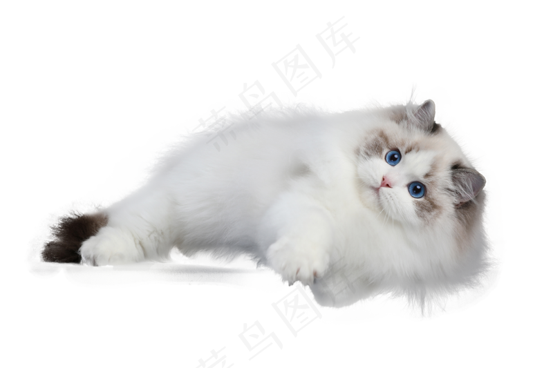 可爱猫咪摄影