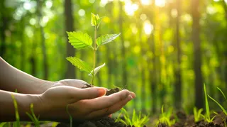 手捧树苗植树保护环境公益活动摄影图