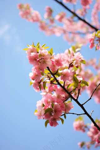 春天蓝天下的海棠花粉色摄影图