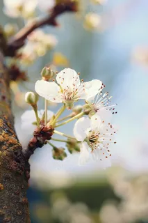白色梨花李子花春天摄影图