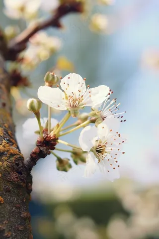 白色梨花李子花春天摄影图