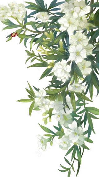 右边花和植物素材免扣