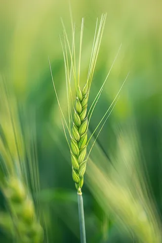 小麦绿色麦穗小满芒种粮食丰收摄影图