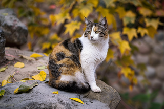 猫咪宠物猫可爱动物摄影图