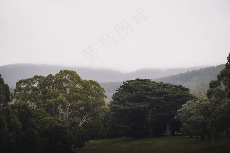 云雾森林图片