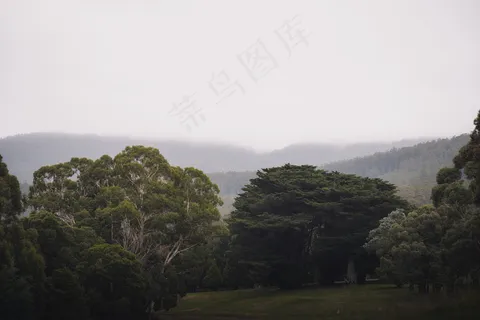 云雾森林图片 云雾森林图片